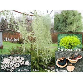 Small Case Of All Lichens And Tree Mushrooms